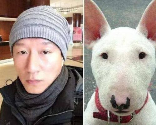 牛头梗吧(梗犬种类大全图文)插图