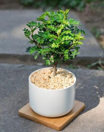 驱蚊草排行榜(哪种驱蚊草驱蚊效果好)插图8