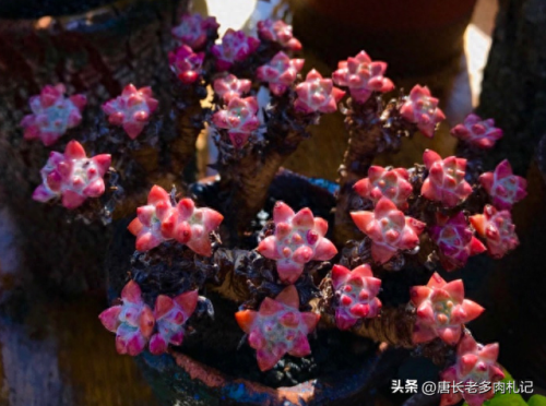 十大多肉推荐排行榜(十大最贵法师多肉)插图8