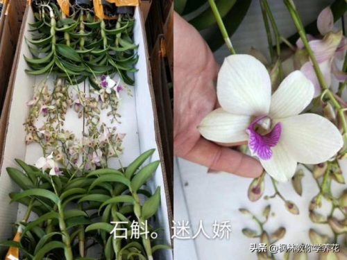 盆栽石斛品种排名前十(石斛哪个品种最贵)插图4