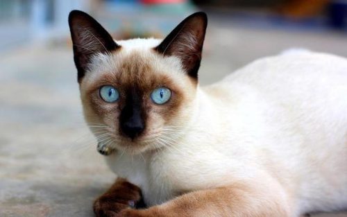 猫类智商排行榜(公认最聪明的6种猫)插图5