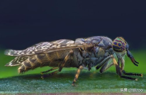 毒虫排行榜(十大毒虫王)插图6