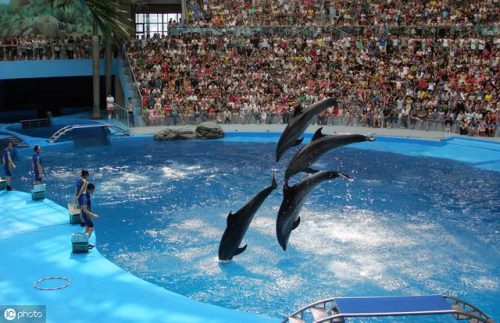 成都水族箱(鱼缸用品批发市场)插图8