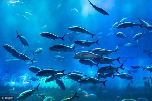成都水族箱(鱼缸用品批发市场)插图2