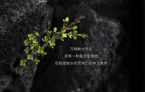 好用面霜排行榜(十大公认最好用的面霜)插图3