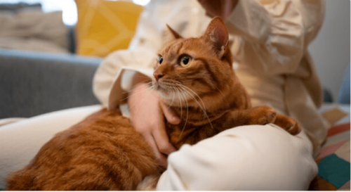 猫罐头推荐排名前十(珍致猫罐头怎么样)插图1