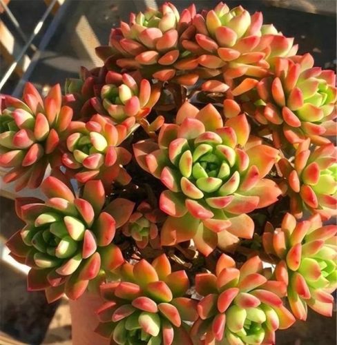 最受欢迎多肉排行榜(最受欢迎十大多肉品种)插图1