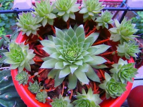 最受欢迎多肉排行榜(最受欢迎十大多肉品种)插图6