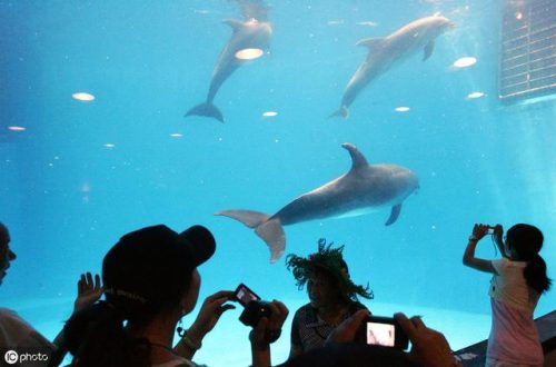 成都水族箱(鱼缸用品批发市场)插图6