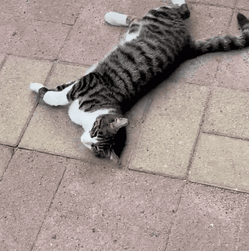 猫类智商排行榜(公认最聪明的6种猫)插图14