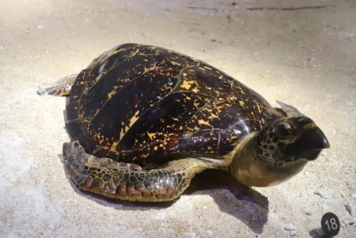 海洋生物资源最丰富的大洋(目前已知的海洋生物有多少种)插图22