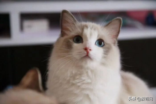 猫粮排行榜2015(猫粮排名前十)插图6