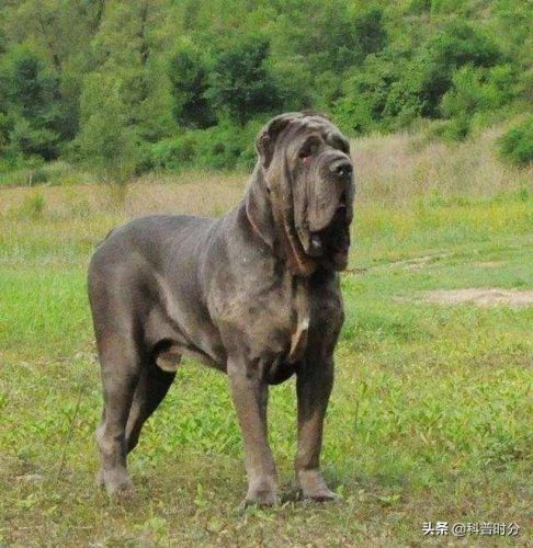 狗凶猛排行榜(十大攻击力最强的犬)插图8