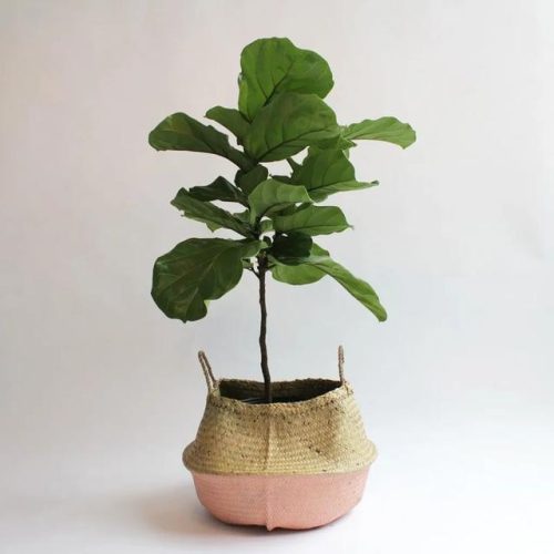 室内大型植物排名前十(适合北方室内养的盆栽)插图15