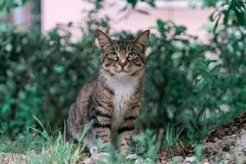 猫类智商排行榜(公认最聪明的6种猫)插图13