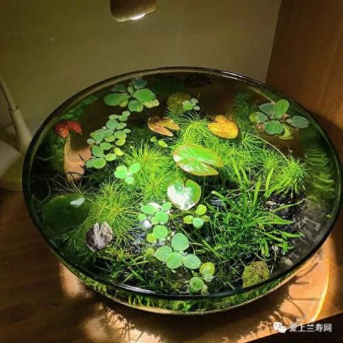 十大鱼缸品种排行榜(十大鱼缸排名前十名)插图7