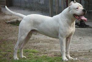 狗凶猛排行榜(十大攻击力最强的犬)插图20