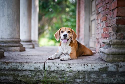 家犬排行榜(最好养的狗前十名排名)插图