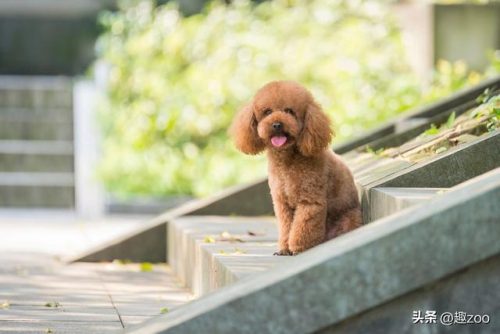 排名前十的小型狗狗(小型犬排行)插图2
