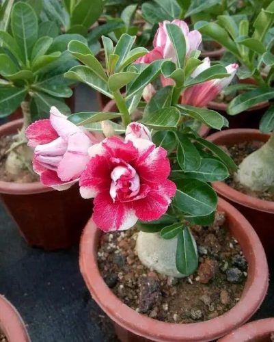耐旱小众植物排名前十(耐寒耐旱的室内植物)插图9