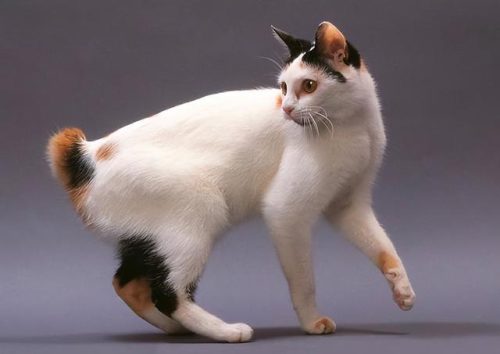 猫类智商排行榜(公认最聪明的6种猫)插图3