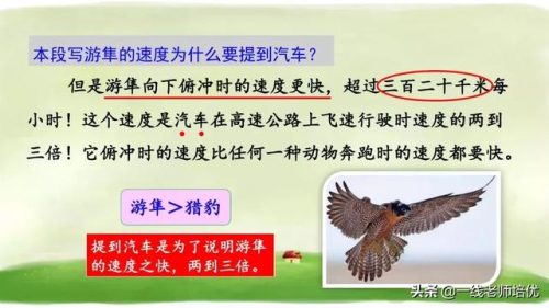 俯冲的近义词(府冲近义词是动词吗)插图11