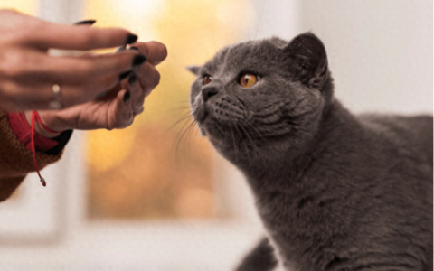 猫罐头推荐排名前十(珍致猫罐头怎么样)
