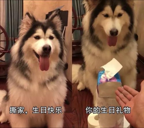 微博红人排行榜男(男网红排名前十)插图6