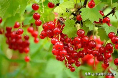 世界最奇葩的水果排名前十(全球六大奇葩水果)插图11