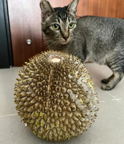 最好的榴莲品种排行榜(榴莲品种十大排名)插图28