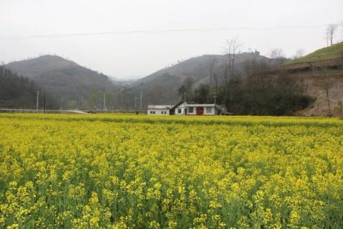 康县宾馆排名前十酒店(康县酒吧)插图33
