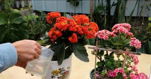 耐旱小众植物排名前十(耐寒耐旱的室内植物)插图8