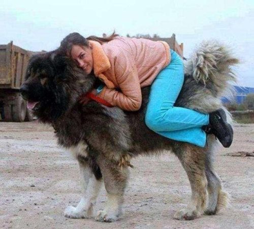 马犬排行榜(马犬排名第几聪明)插图1