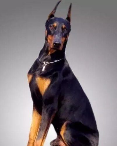 十大忠诚猛犬排行榜(十大最忠诚的狗排名)插图10