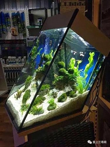 十大鱼缸品种排行榜(十大鱼缸排名前十名)插图26