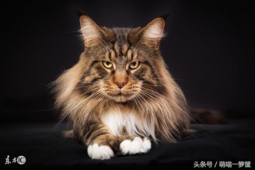 名猫排行榜20(十大名贵猫 前十名)插图6