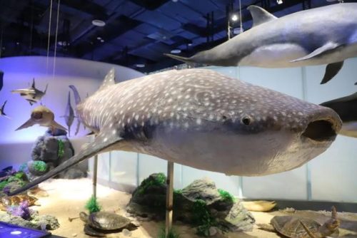 海洋生物资源最丰富的大洋(目前已知的海洋生物有多少种)插图21
