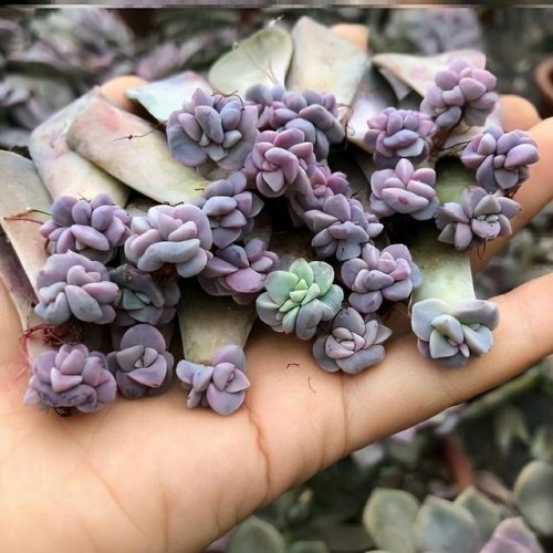 最受欢迎多肉排行榜(最受欢迎十大多肉品种)插图11