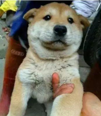 十大忠诚猛犬排行榜(十大最忠诚的狗排名)插图12
