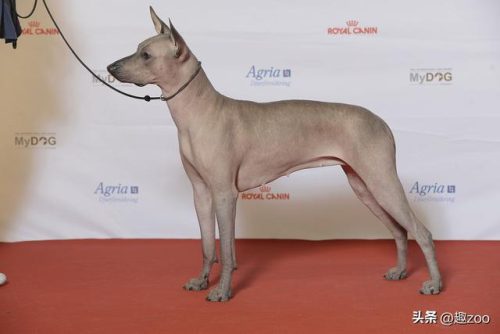 美国凶猛猎犬排名前十(全球十大猛犬排行榜)插图1