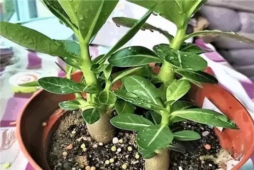 耐旱小众植物排名前十(耐寒耐旱的室内植物)插图1