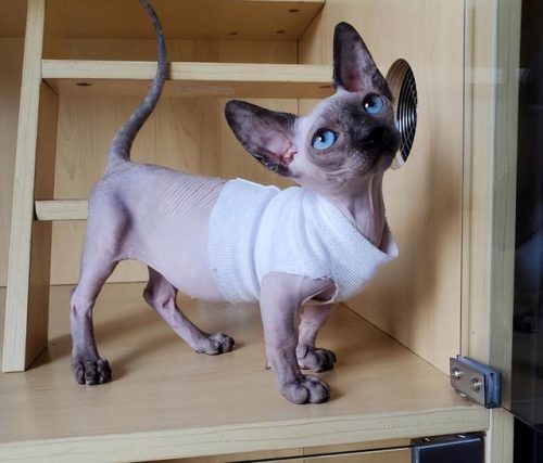 猫类智商排行榜(公认最聪明的6种猫)插图11