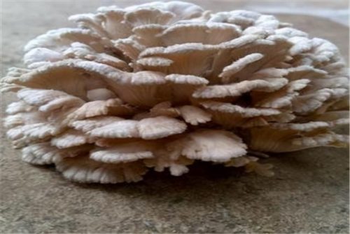 所有野生菌排名前十(野生菌十大名菌图片)插图7