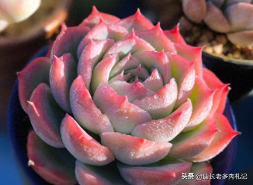 十大多肉推荐排行榜(十大最贵法师多肉)插图11