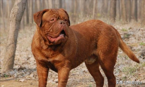 狗凶猛排行榜(十大攻击力最强的犬)插图23