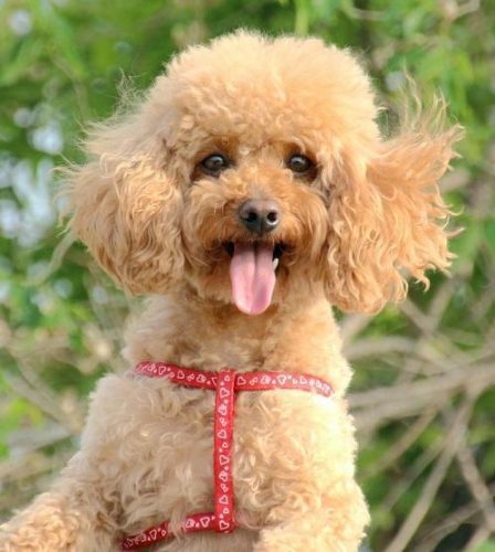 最聪明的狗狗排行榜(十大最聪明的犬)插图8