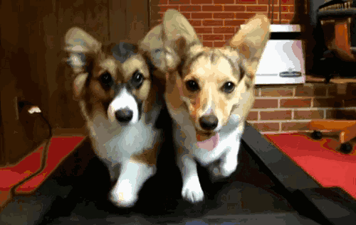 十大忠诚猛犬排行榜(十大最忠诚的狗排名)插图2