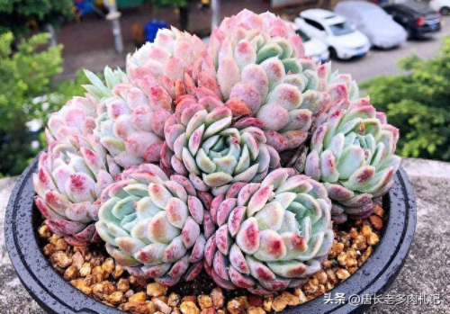 十大多肉推荐排行榜(十大最贵法师多肉)插图9