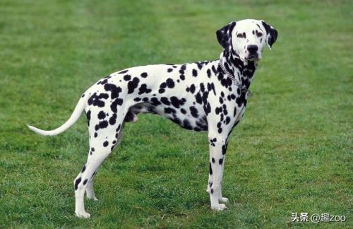 美国凶猛猎犬排名前十(全球十大猛犬排行榜)插图9