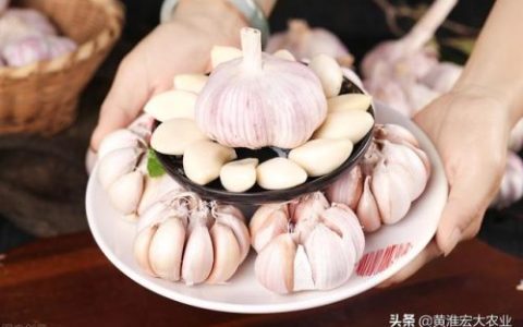 主产大蒜国家排名前十(爱吃大蒜的国家有)